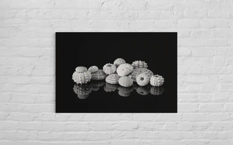 Monochrome sea urchins on reflective black background, coastal glass print for nautical wall decor.