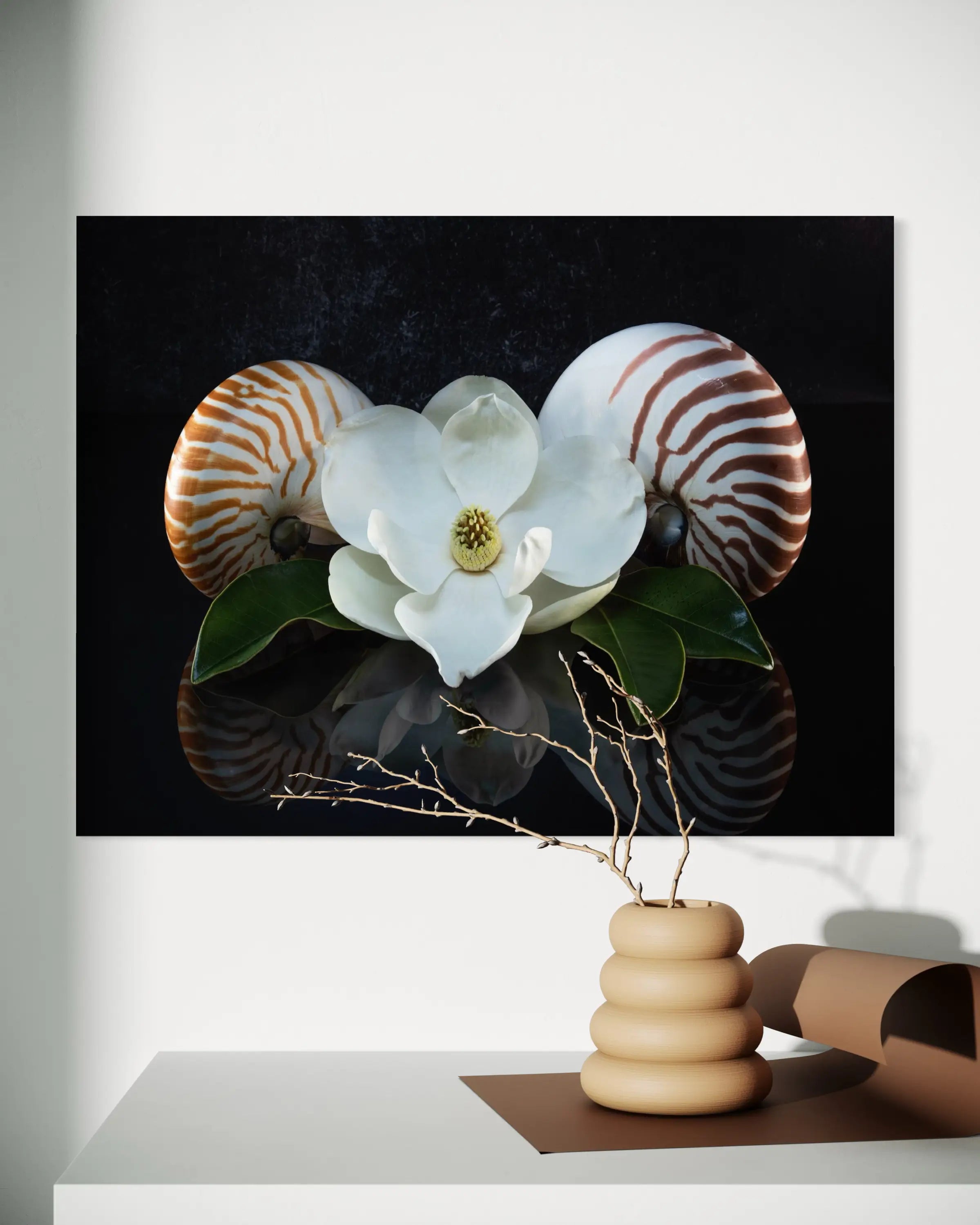 Glass print of two chambered nautiluses with a magnolia blossom on a reflective black background, coastal wall decor.