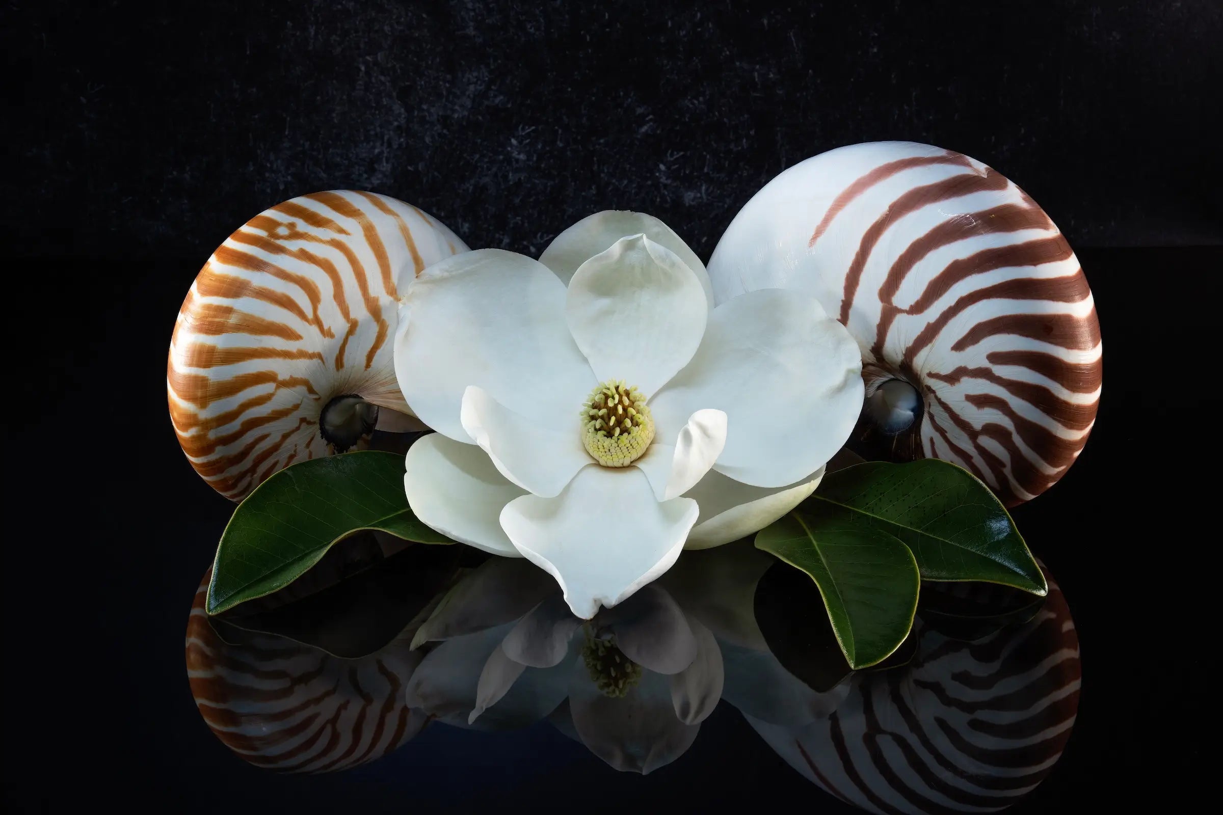 Glass print of two chambered nautiluses with a magnolia blossom on a reflective black background.