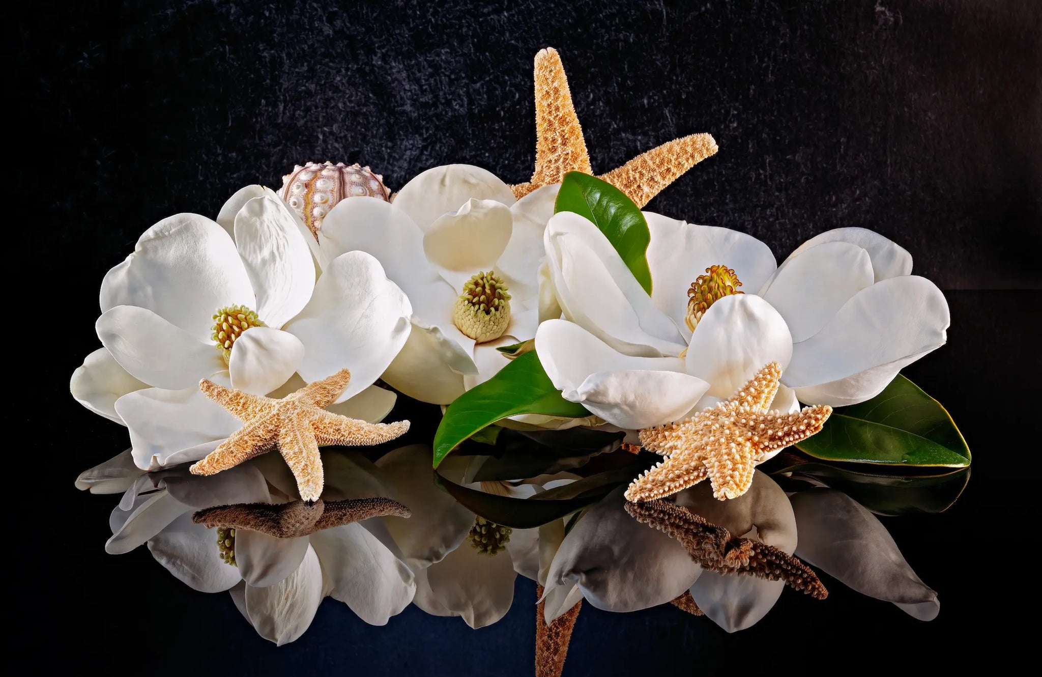 Glass print of 3 magnolia blossoms, starfish and sea urchins on reflective black background.