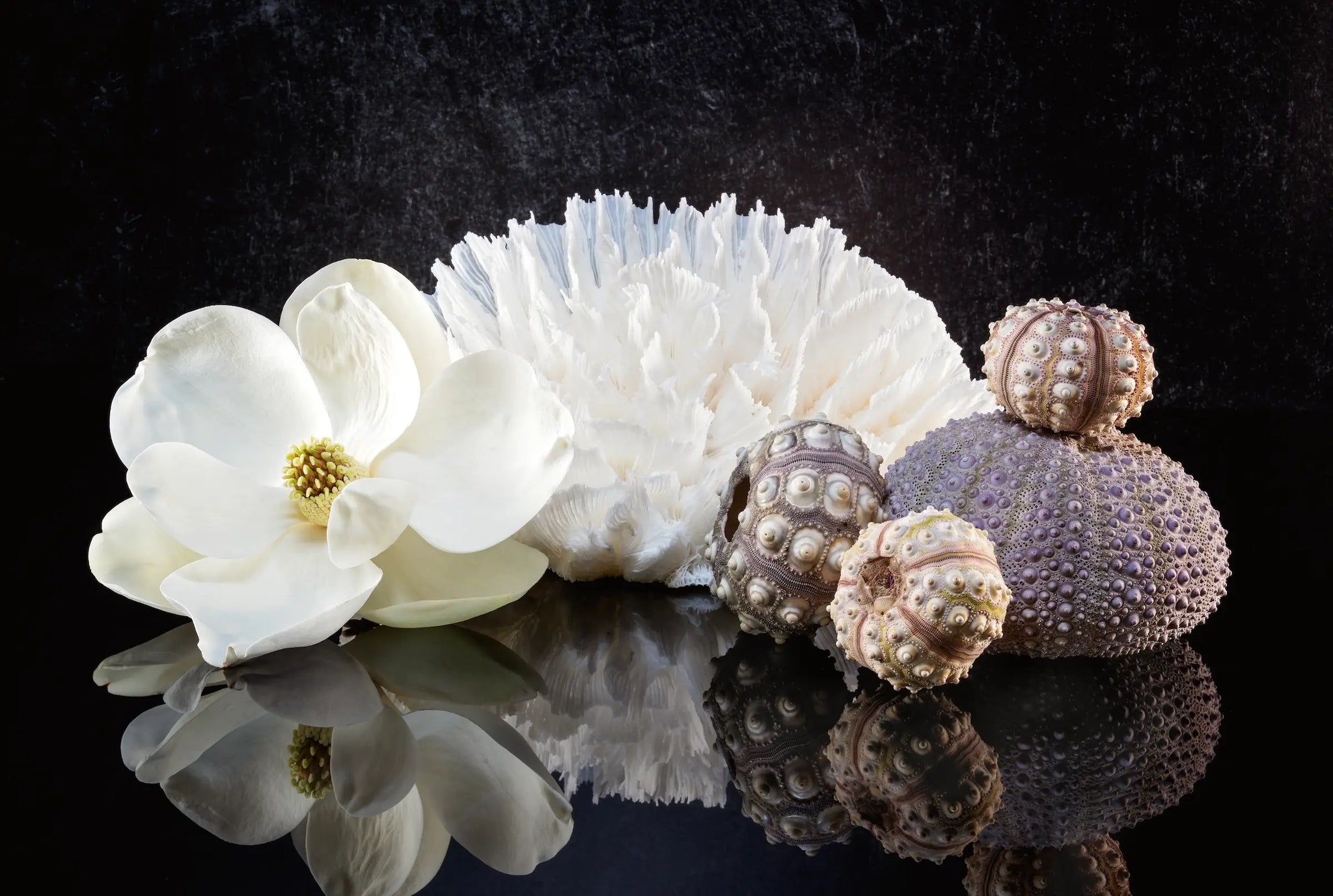 Glass print of a magnolia blossom, poca coral and sea urchins on a reflective black background.