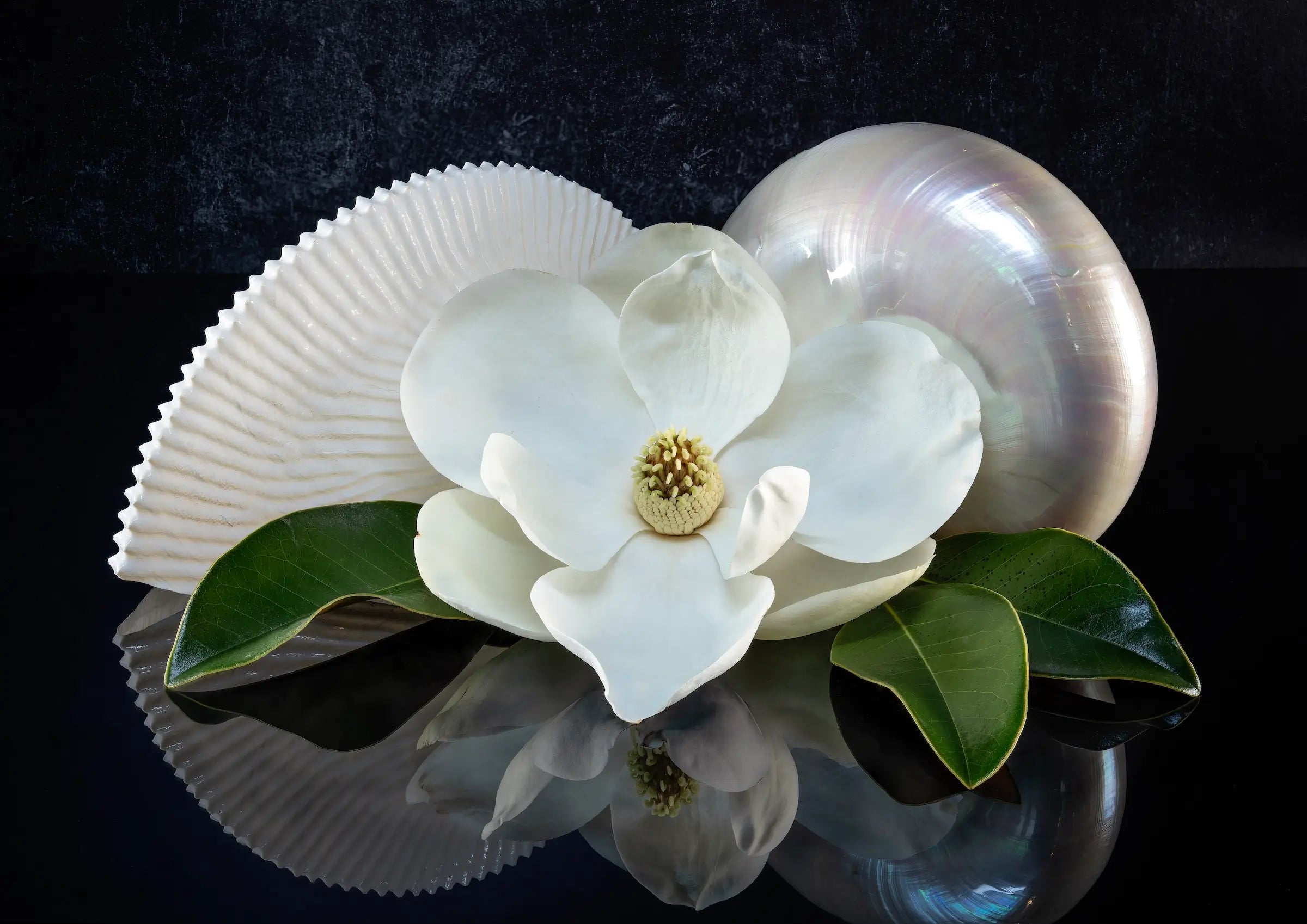 Coastal glass print of a pearl and paper nautilus with a magnolia bloom, southern charm
