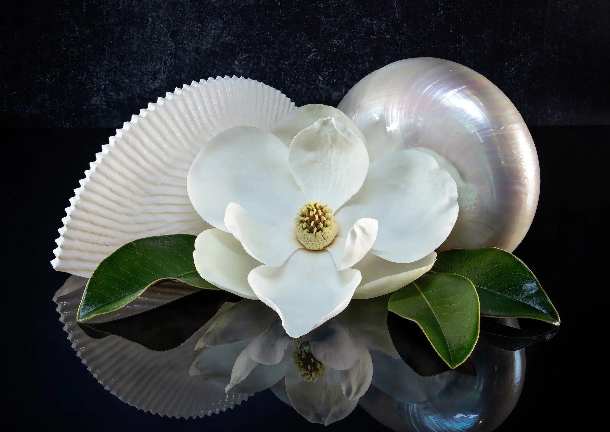 Coastal glass print of a pearl and paper nautilus with a magnolia bloom, southern charm