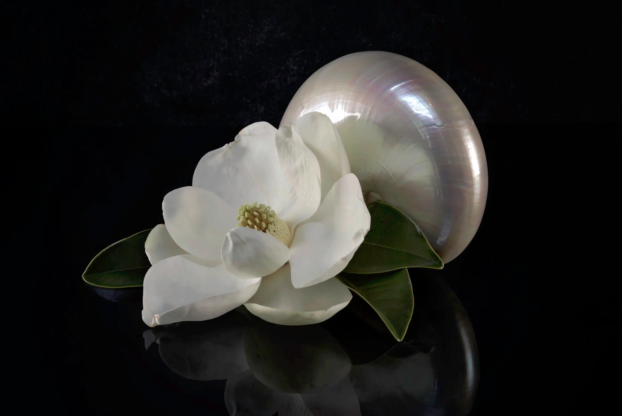 Eco-friendly glass print with magnolia blossom and pearl nautilus on reflective black background, perfect for coastal home decor.