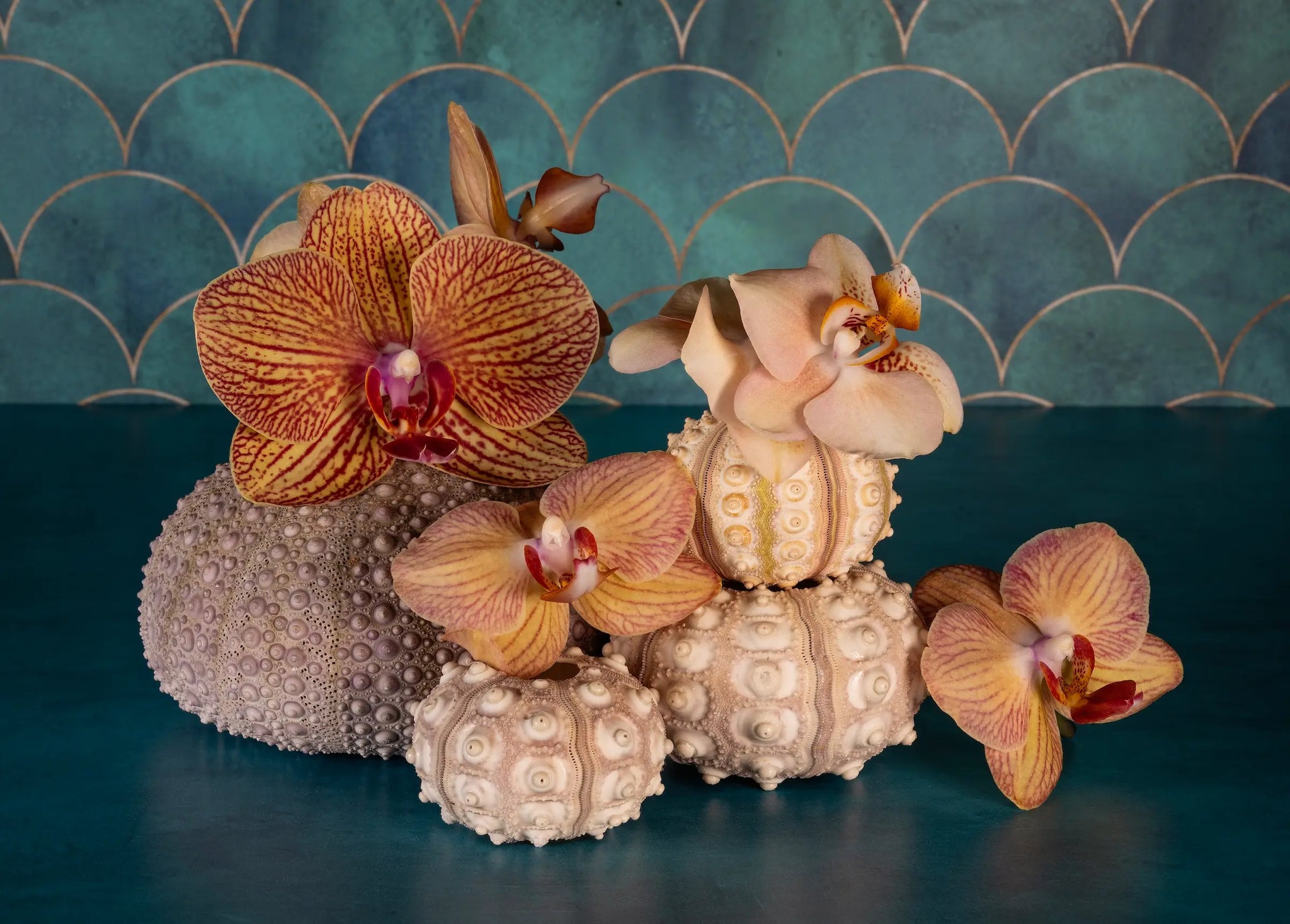 Coastal botanical glass print with orchids and sea urchins set against a teal background with a scalloped pattern.