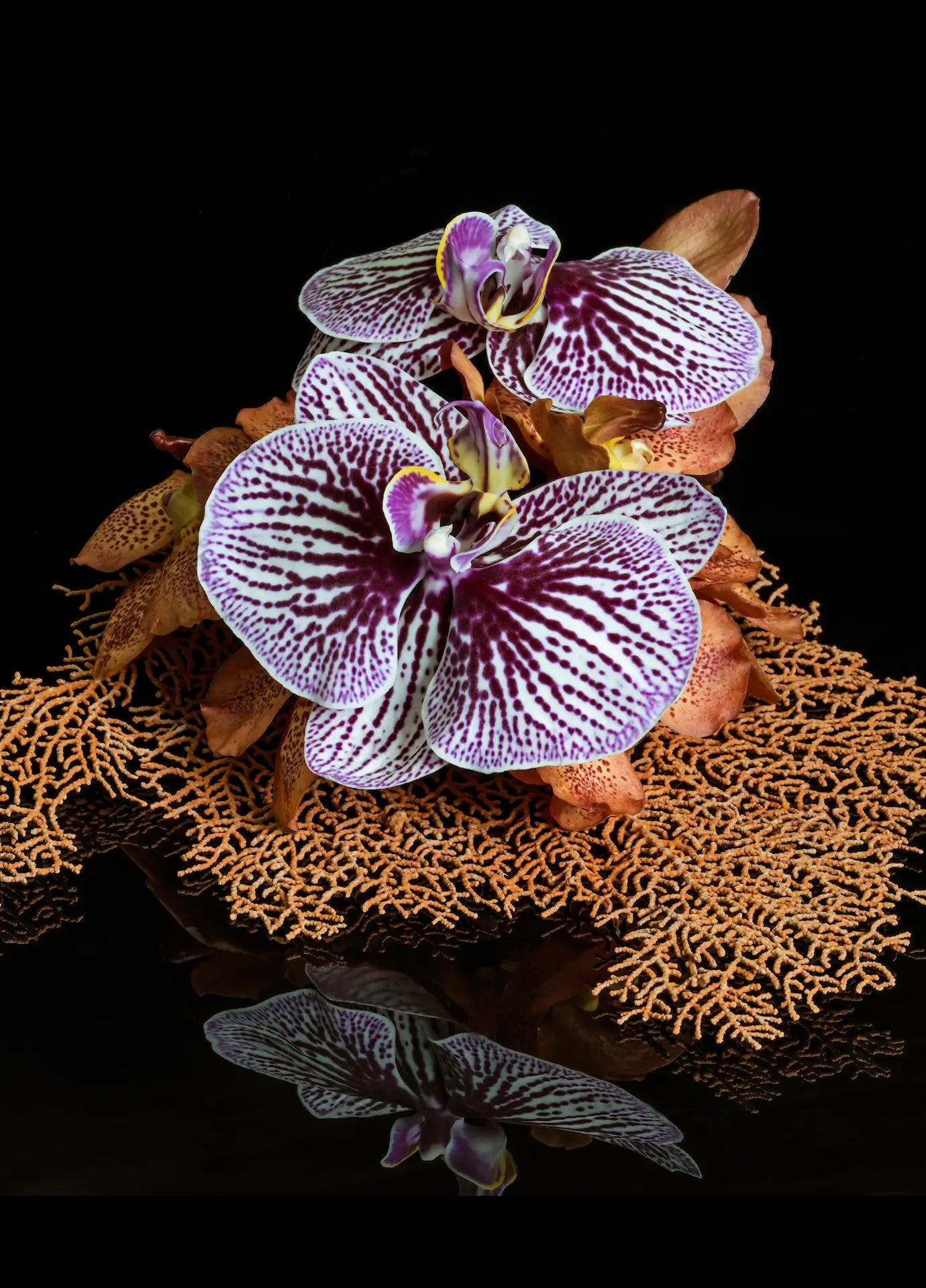 Purple orchid resting on dried coral with warm sand tones, coastal botanical glass wall art.