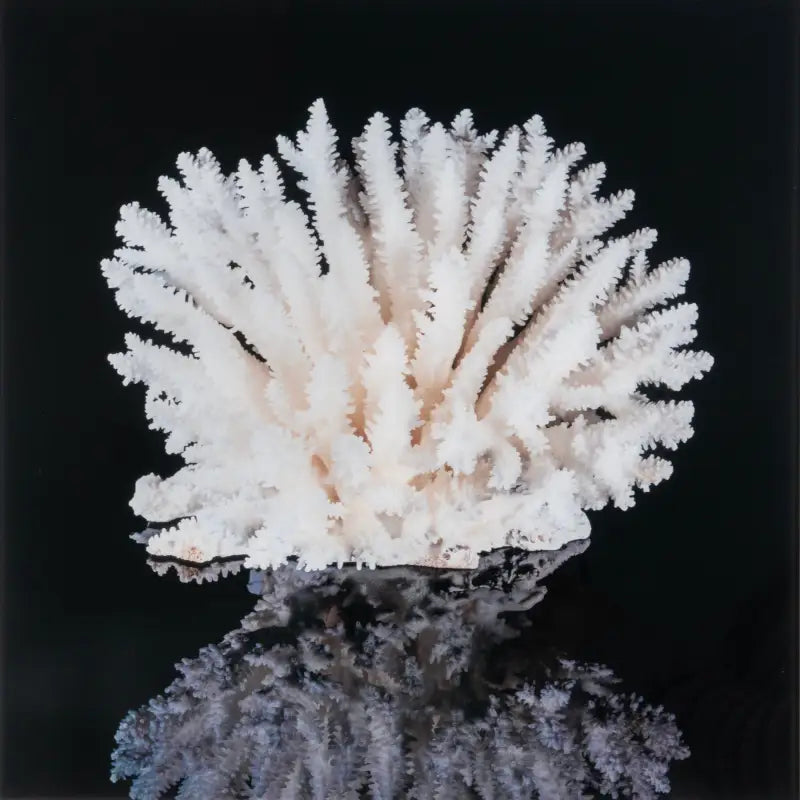 White Sea Table Coral Square Glass Print on black for coastal wall decor.