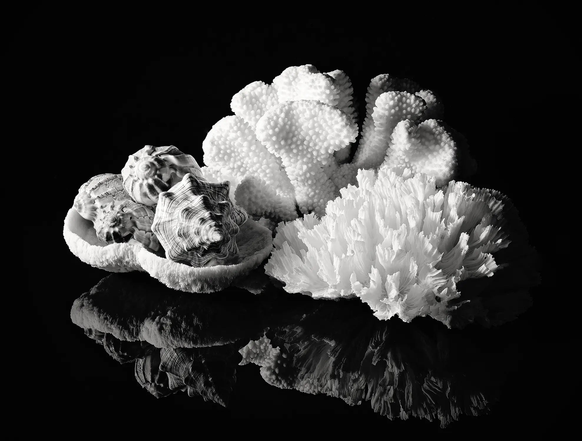 Black-and-white coral wall art featuring spiral shells resting in mushroom coral beside cauliflower coral and ruffled lettuce coral.