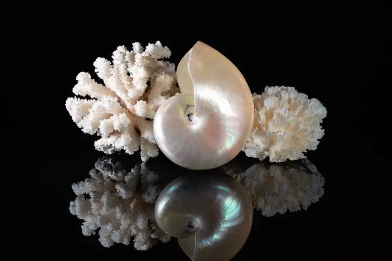 Coral and Pearl Nautilus on black reflective background coastal glass print