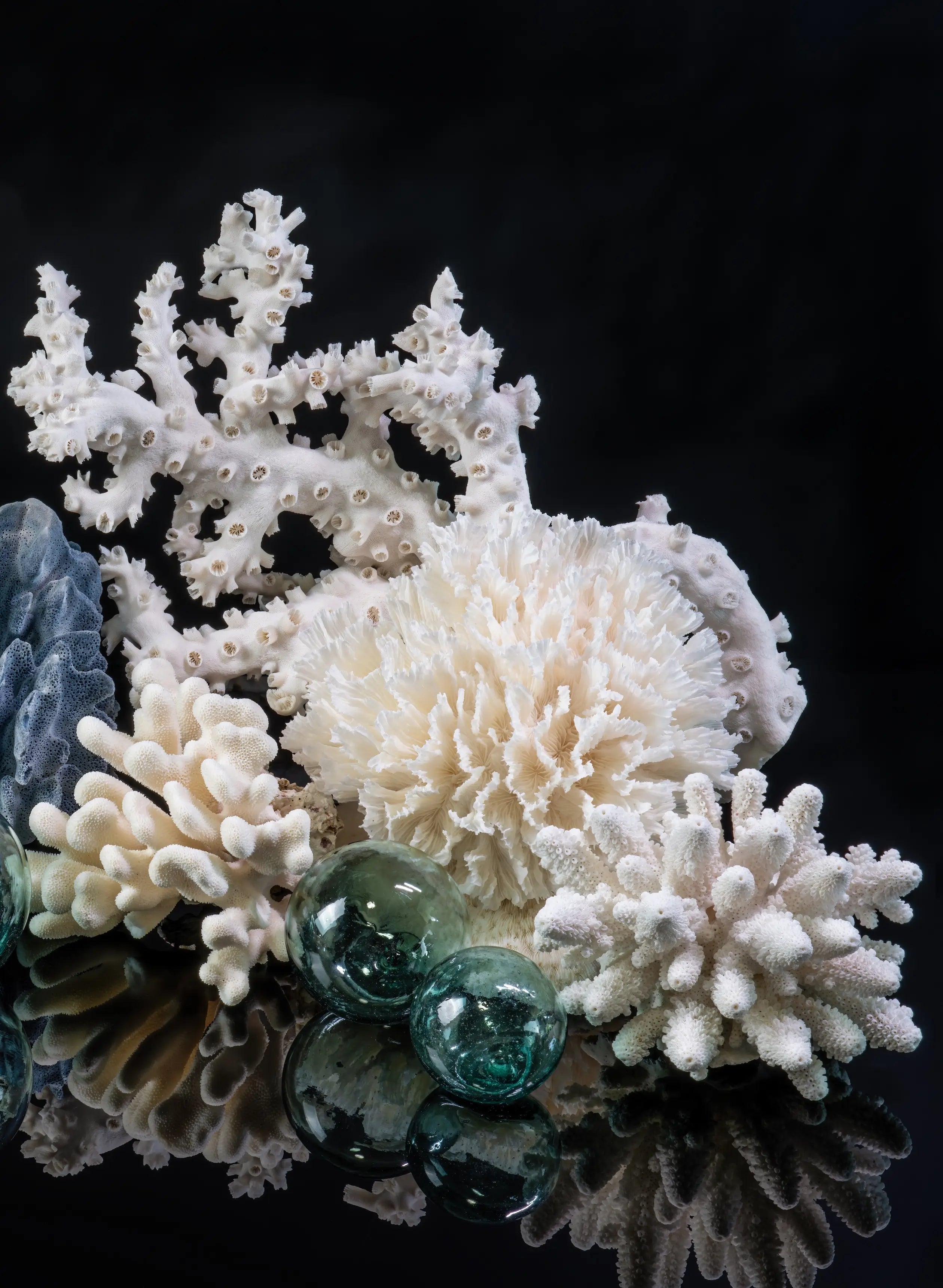 Right panel of coral reef wall art featuring sculptural white coral, blue-gray coral, and antique Japanese glass floats on a dark reflective background.
