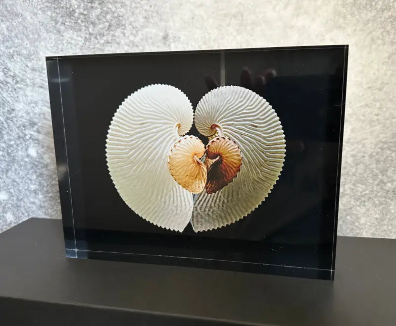 Distinctive Coastal Nautilus Shell Heart | Acrylic Block Print - Glass Prints