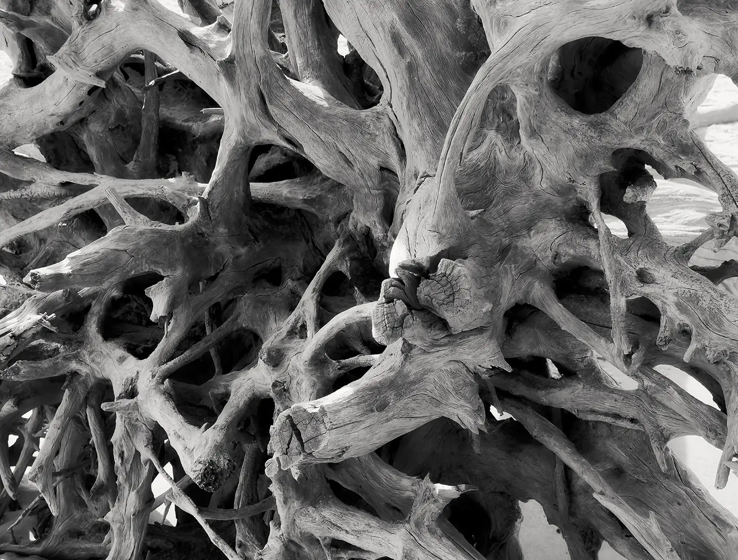 Black-and-white close-up of weathered Jekyll Island driftwood with twisting roots, open hollows, and sculptural coastal texture.