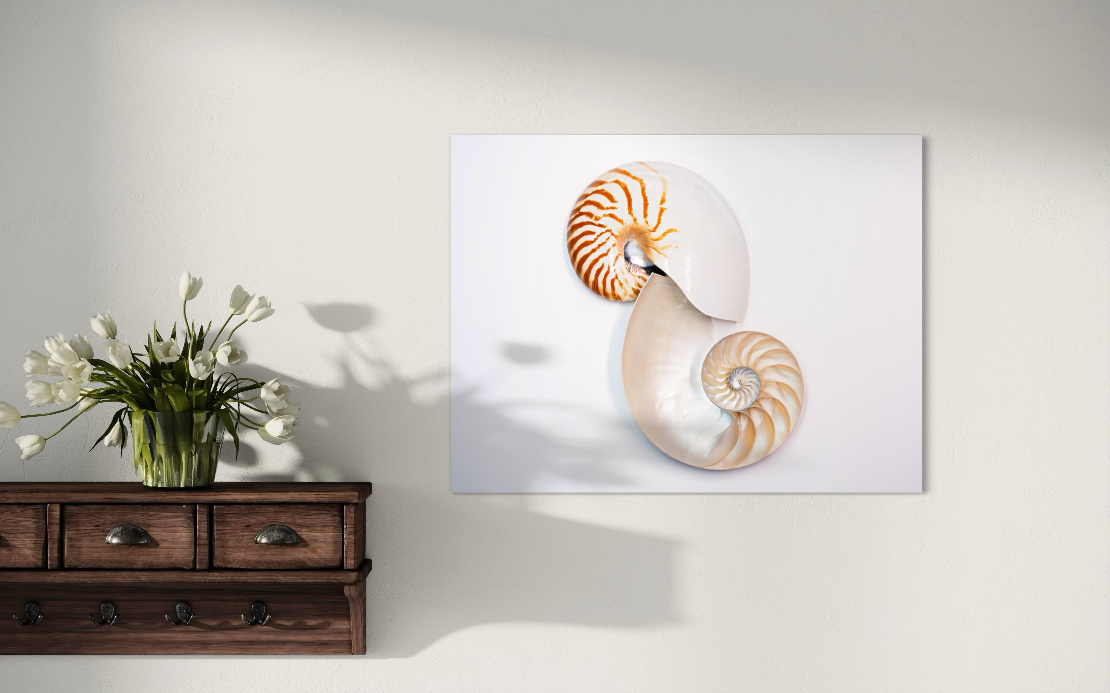 Fibonacci Nautilus Shell Glass Print | Tropical Decor - Prints