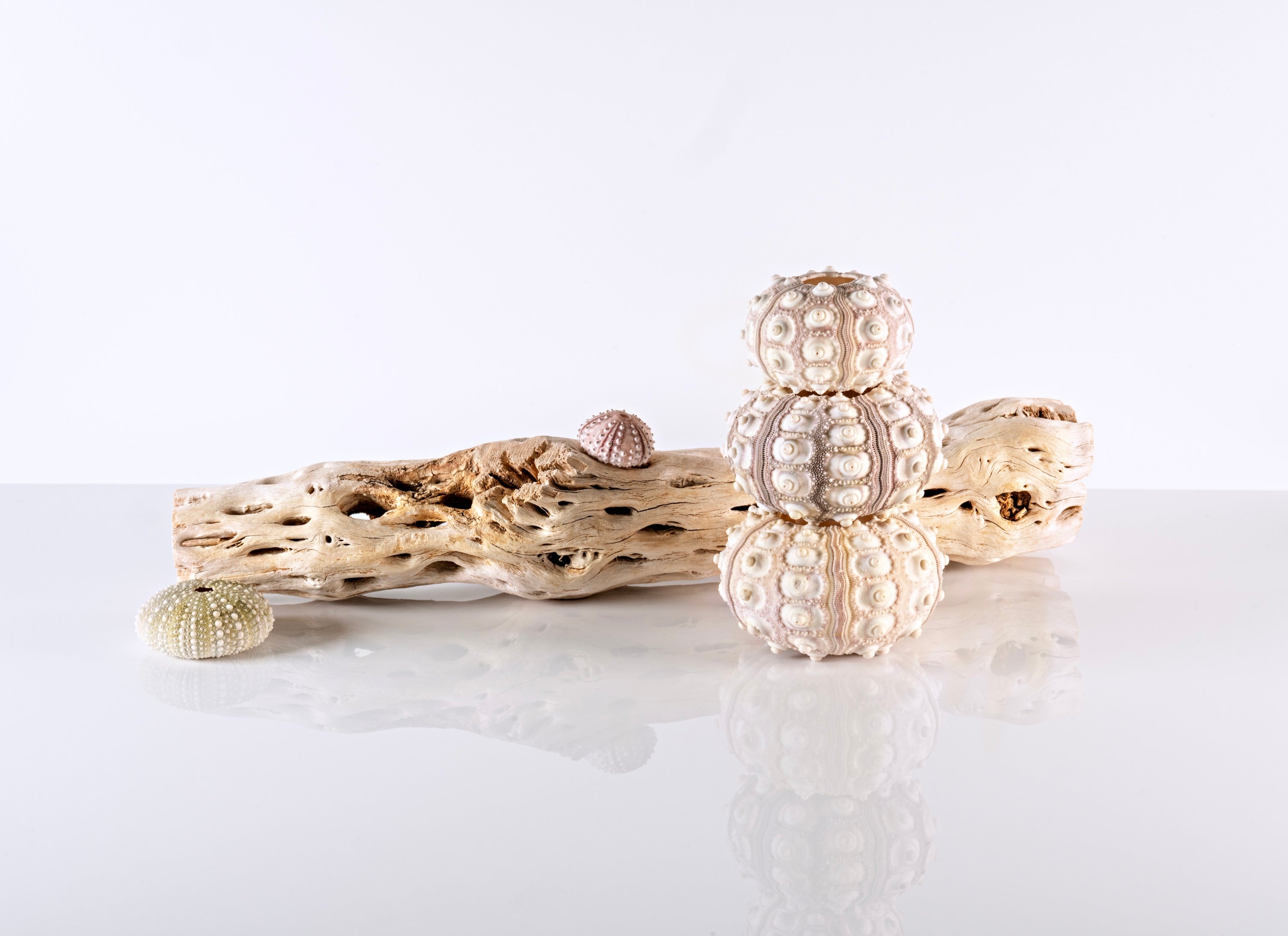 Glass Wall Art: Cholla Driftwood & Sea Urchins - X-small 4.2 x 8.4’’ - Shell Prints