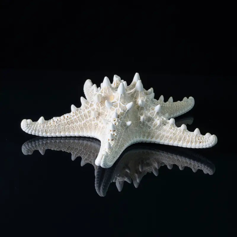 Knobby starfish on black background, coastal glass print for nautical decor.