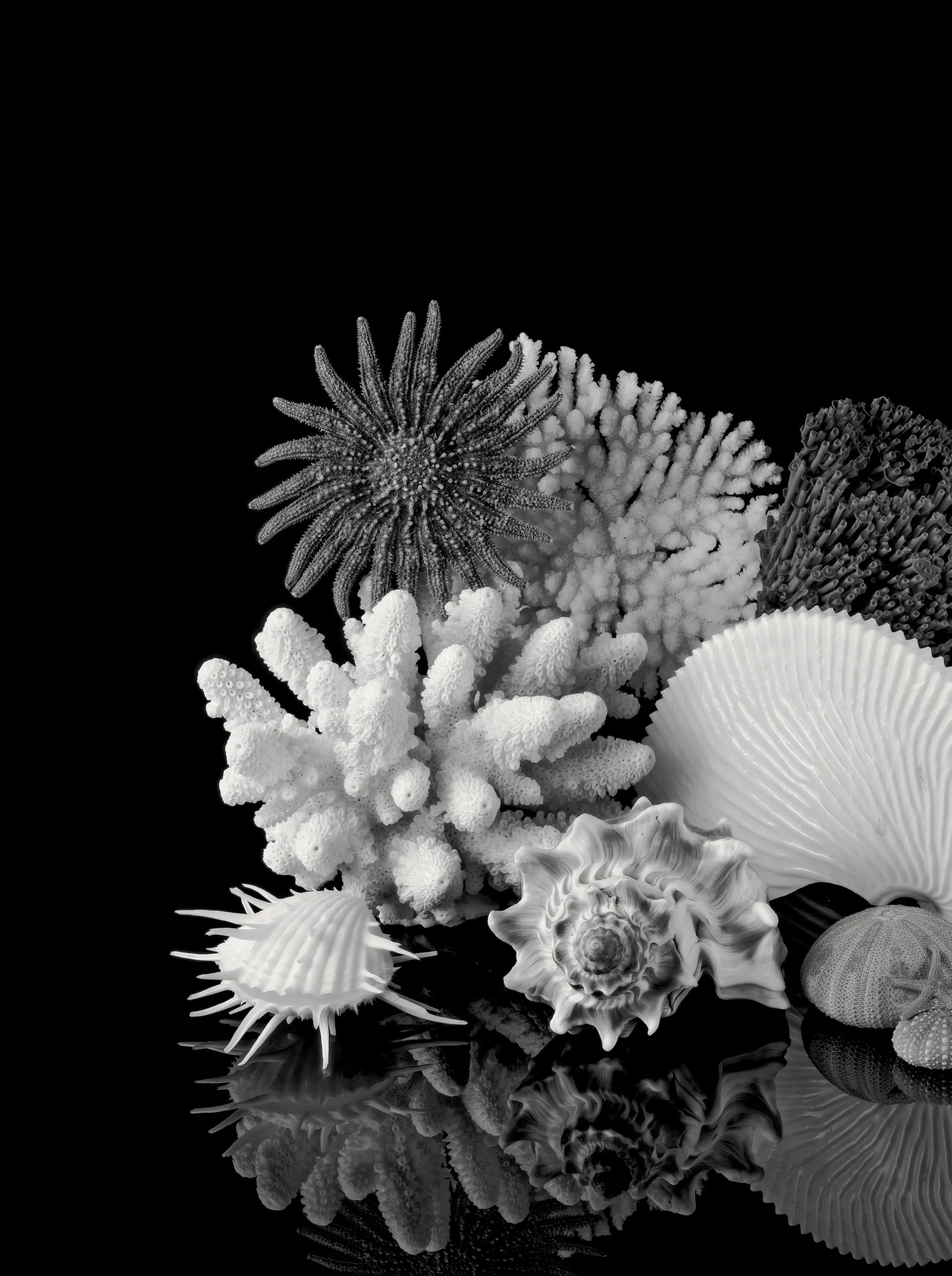 Black-and-white seashell wall art panel featuring coral, sea urchins, scallop shells, and reflected marine forms.