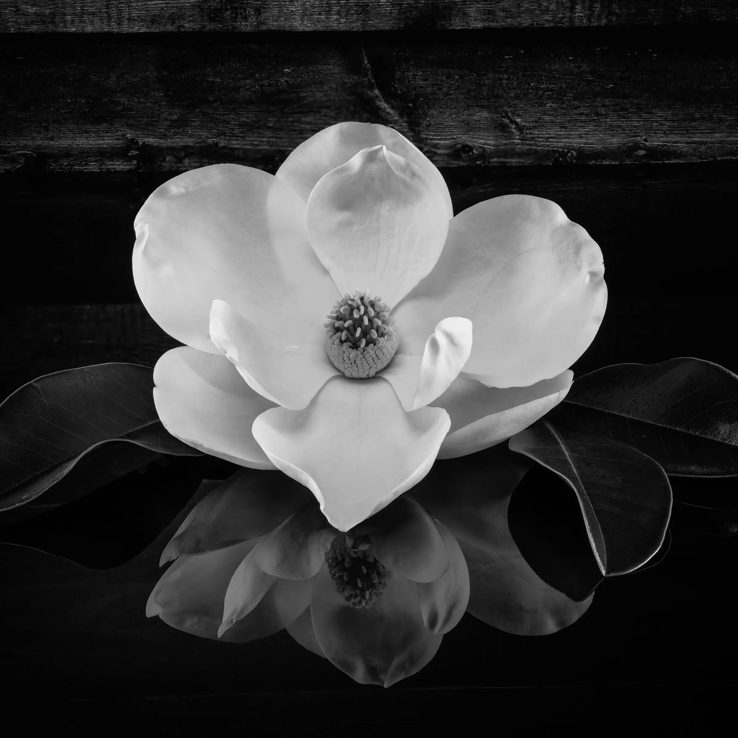 Gorgeous southern magnolia glass print in black and white