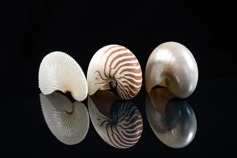 Nautilus Elegance Glass Print Trio for Stunning Home Decor - Large 15.6 x 20.8 - Coastal Prints