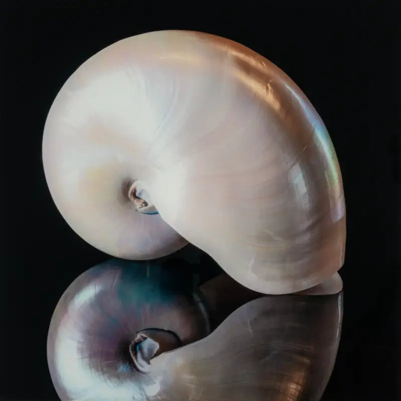 White Nautilus Reflective Glass Print - luxury coastal wall art, eco-friendly, modern decor on black glass  
