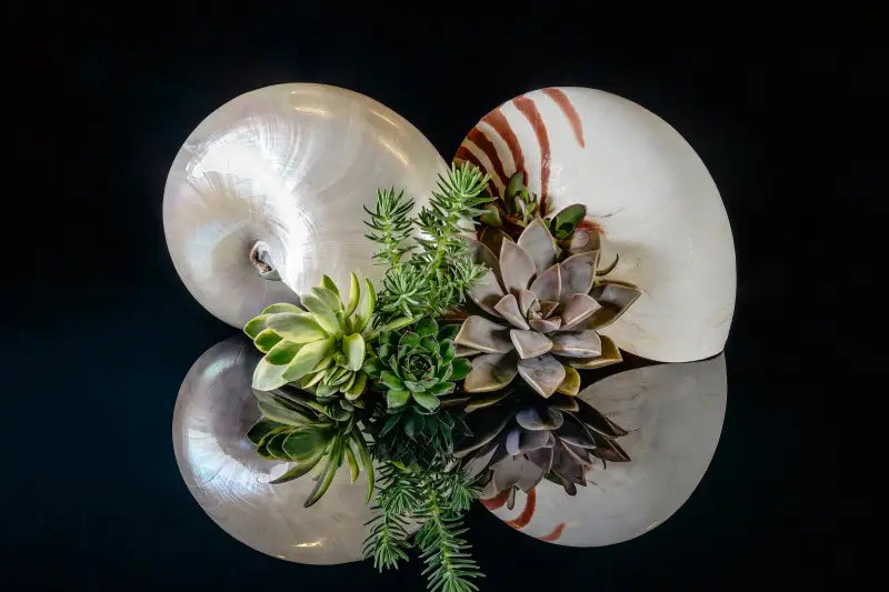 Oceanic Serenity Glass Print with pearl nautilus, chambered nautilus, and succulents on reflective black glass, coastal decor.