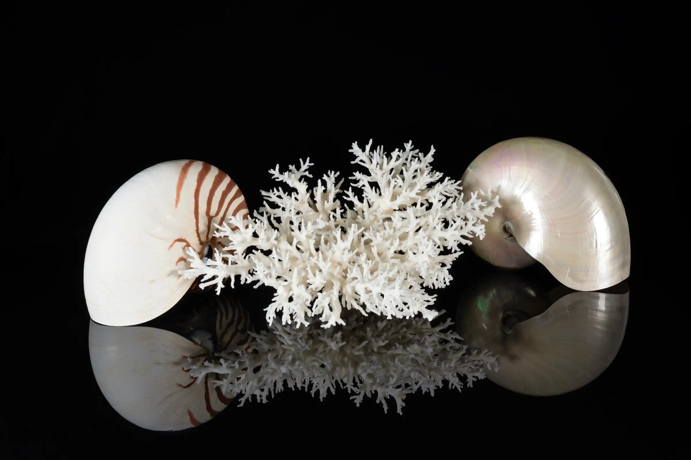 Nautilus & Bird's Nest Coral on black glass print, Echoes of the Sea