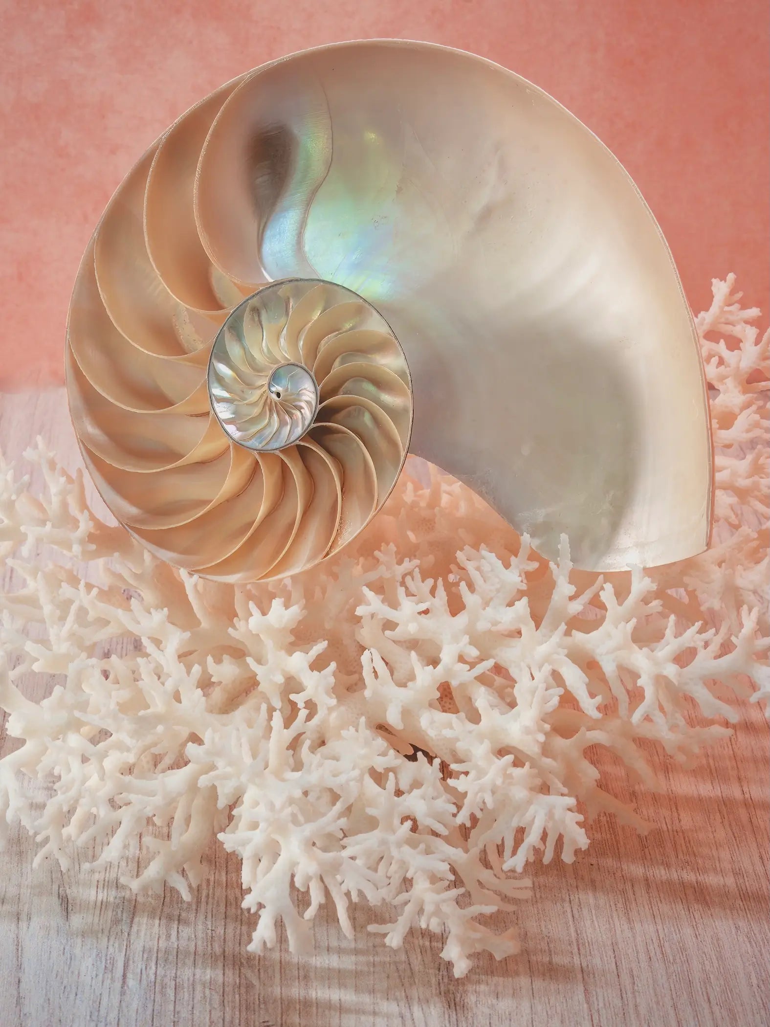 Coral and nautilus shell on soft peach background, light coastal glass print exclusive to the Coastal Calm art set.