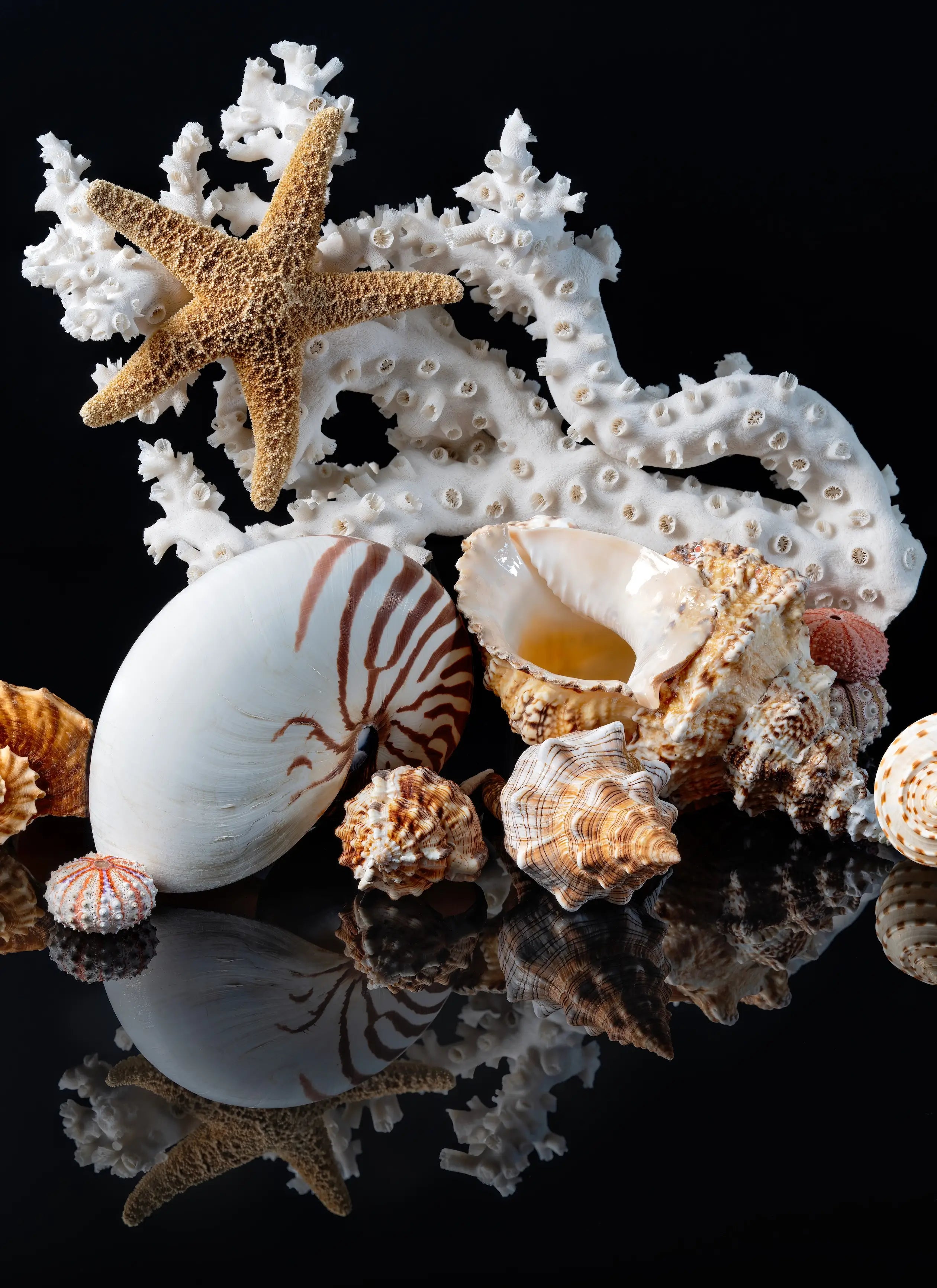 Middle panel of a coastal triptych featuring striped nautilus shells, branching white coral, a large starfish, murex shells, and sea urchins on a deep black background.