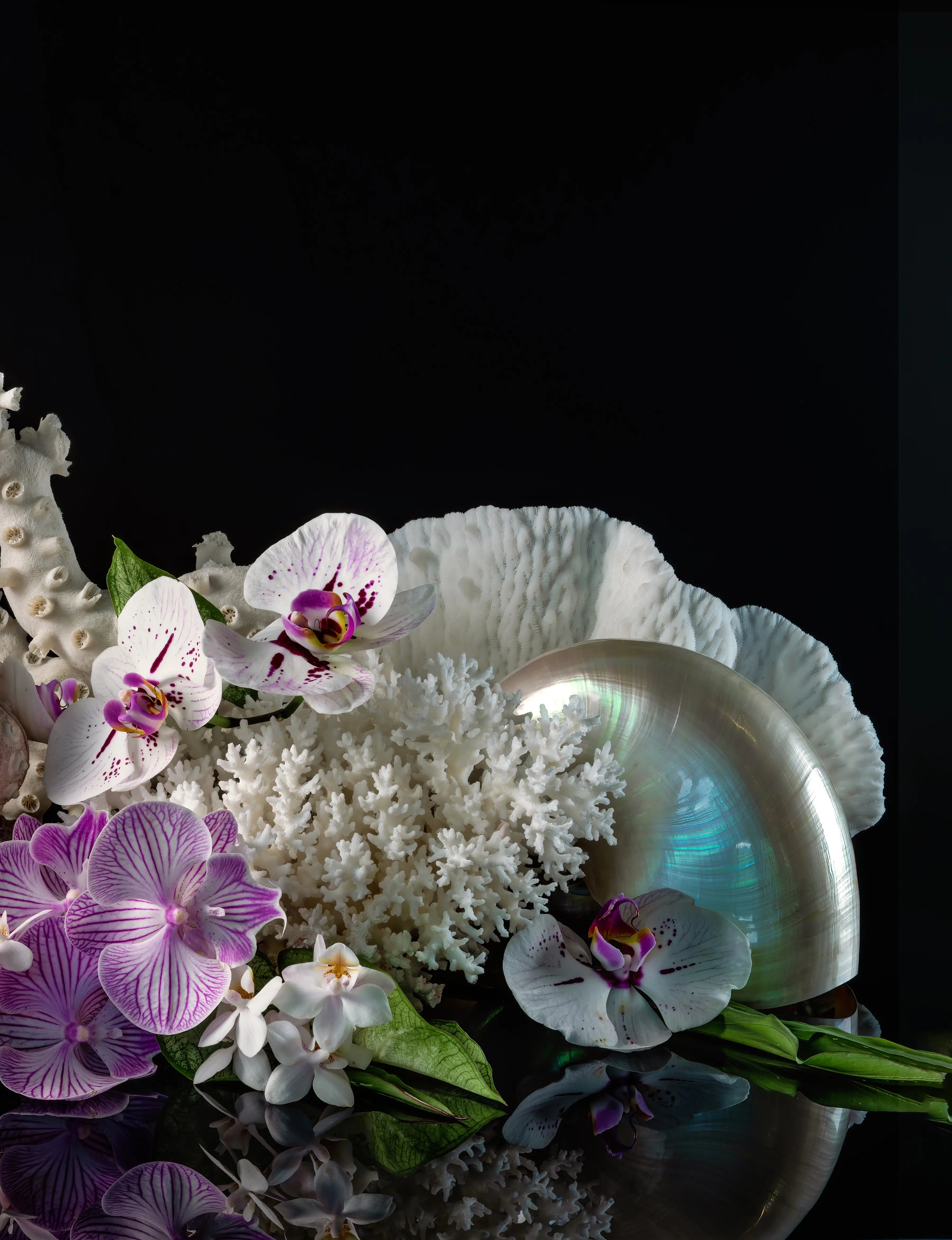 Pearl nautilus shell with white coral, purple and white orchids, and reflected botanical forms on a black background.