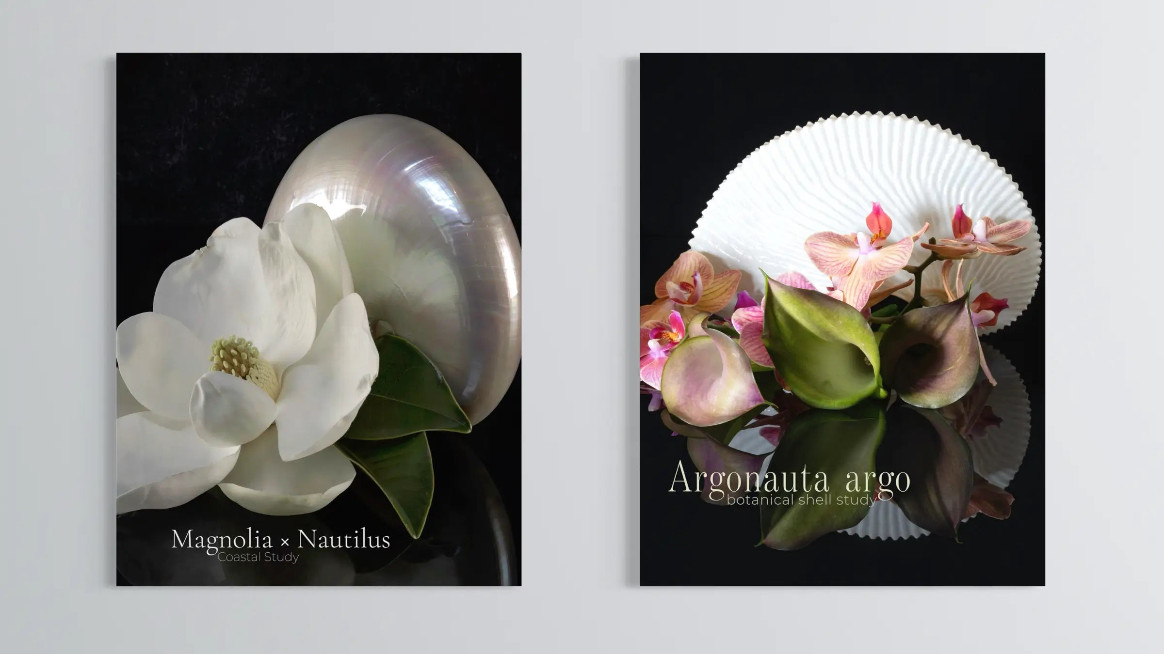 The Coastal Study Collection — Nautilus Study Pair
