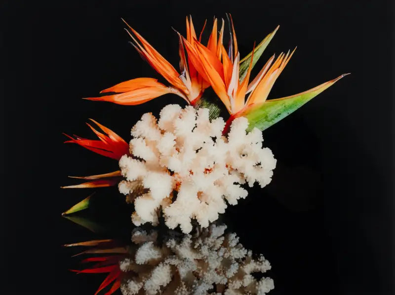 A glass print featuring bird of paradise flowers and coral on a black reflective background from the Echoes of the Sea.