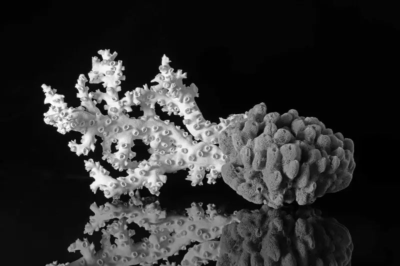Black & White Glass print of octopus coral and sea sponge on black background