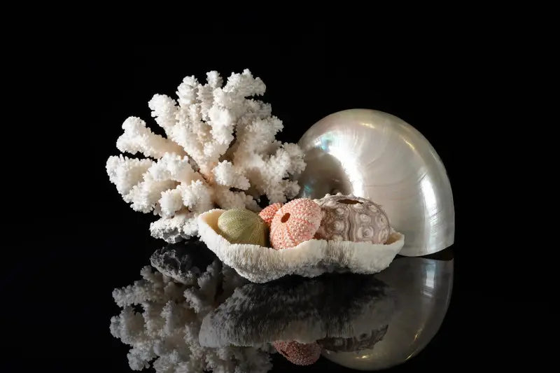 Pearl nautilus, coral, and urchins on black glass, Echoes coastal glass prints