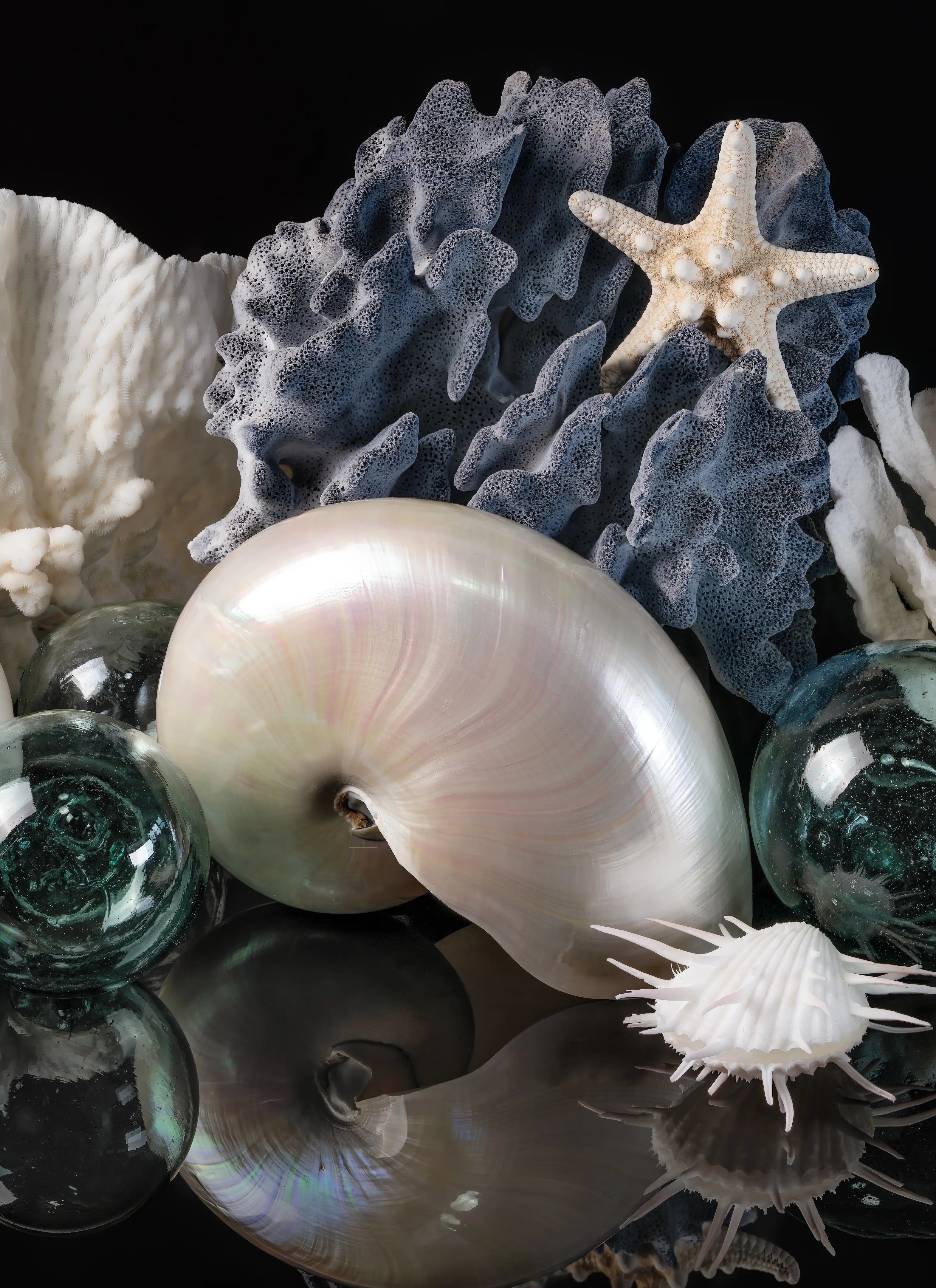Center panel of a coastal triptych featuring a pearl nautilus shell, gray coral, and Japanese glass floats against a black background.