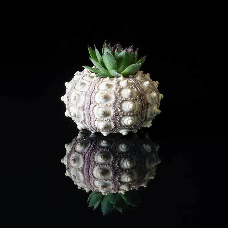 Pink urchin and succulent on black glass, coastal mini art