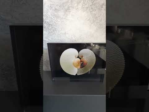 video of Heart-Shaped Paper Nautilus Art on acrylic glass block from Echoes of the Sea, showcasing intricate shell details 