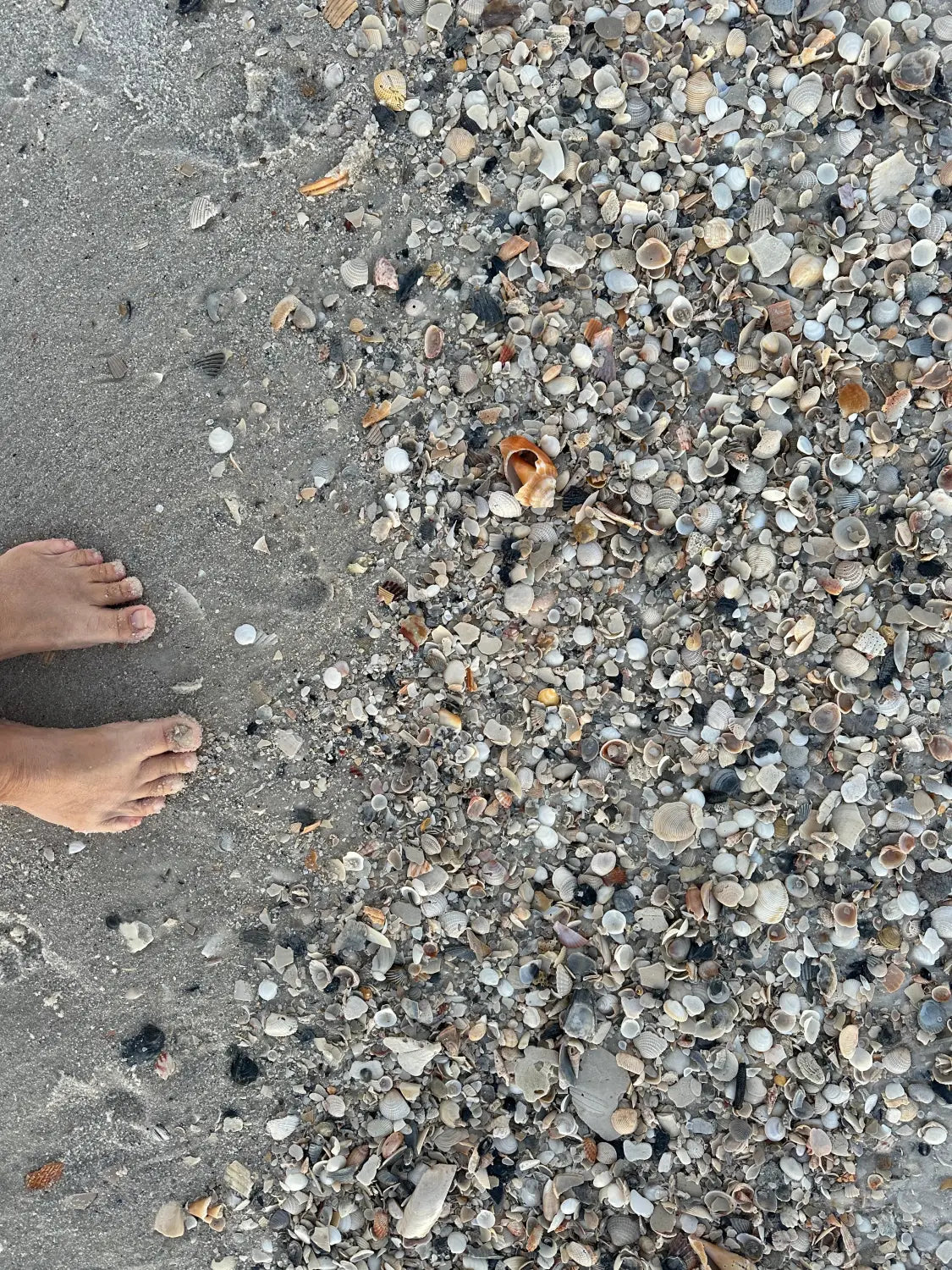 Sandy beach with seashell treasures, perfect for cleaning seashells after a day of beach life.