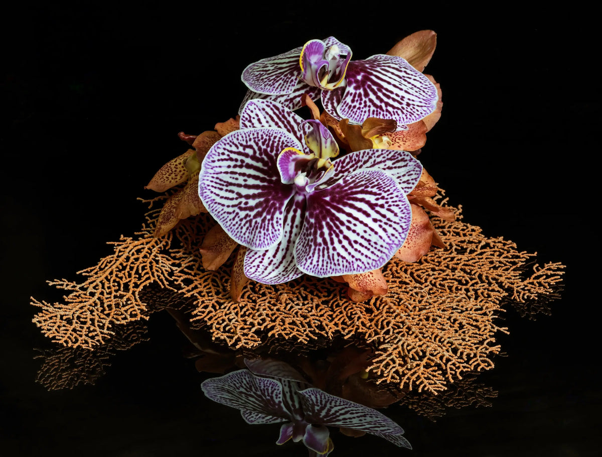 Sea fan and orchid coastal glass print with purple orchids and branching coral on a black background.