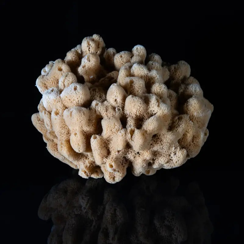Sea sponge on black reflective glass, Echoes mini coastal glass print