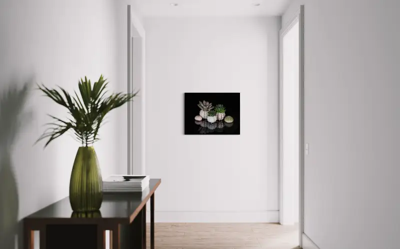 Succulents and urchins on black reflective glass, Echoes oceanic art for hallway decor.