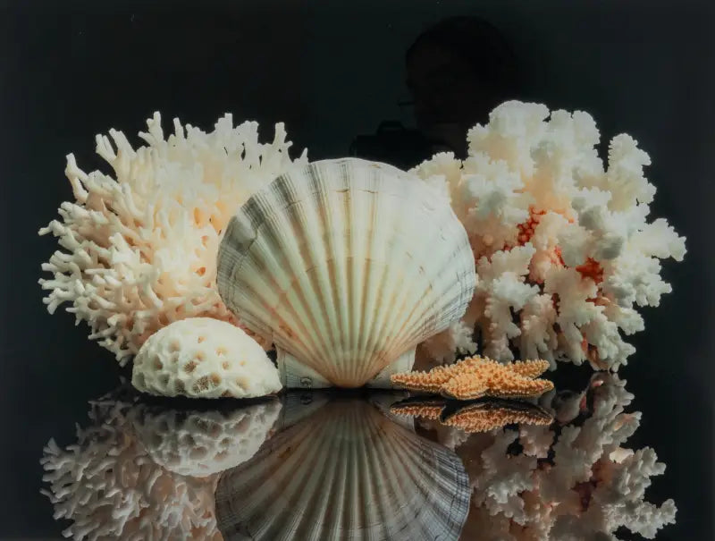 Seashell Serenity Glass Art - Large 15.6 x 20.8 - Coastal Prints
