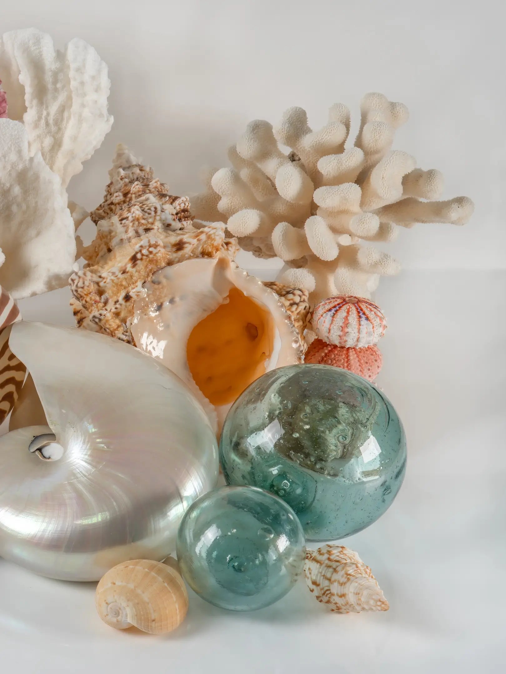 Right panel of a coastal seashell triptych featuring a luminous pearl nautilus, white coral, sea urchins, spiral shells, and aqua Japanese glass floats.