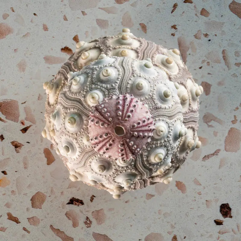 Seaside Serenity Print of Pink Sea Urchins for Coastal Elegance - Small 5’’ x - Glass Prints