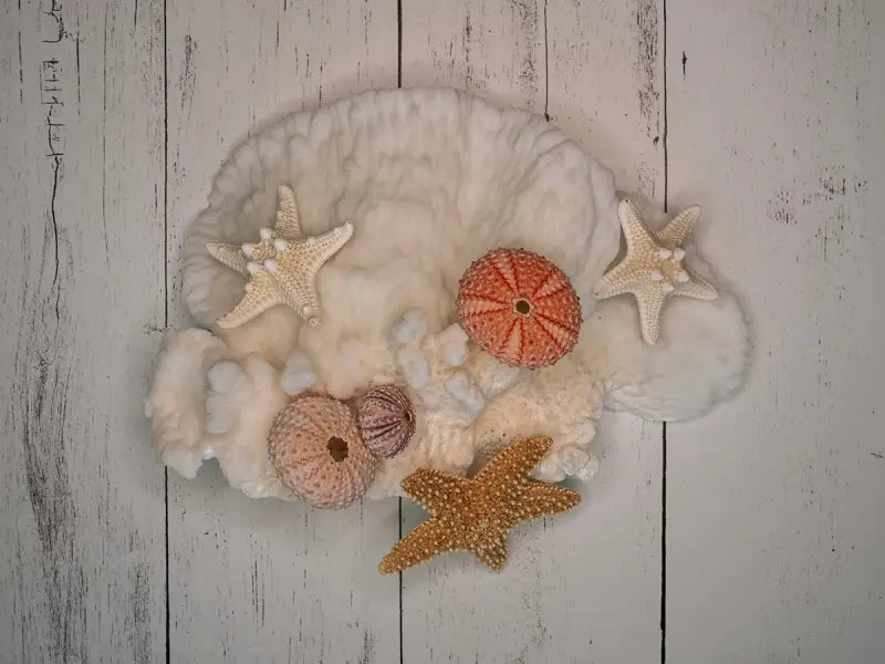 Seaside Serenity: Vintage Coral and Shell Glass Artwork - Small 4.8’’ x 6.4’’ - Coastal Prints