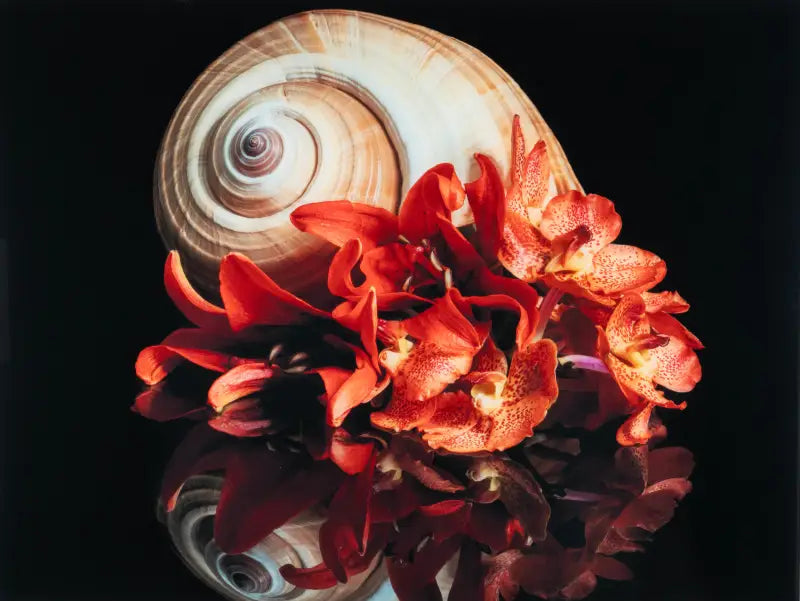 Serene Orange Lilies and Coastal Spiral Shell Glass Art Print - Large 15.6 x 20.8 - Prints