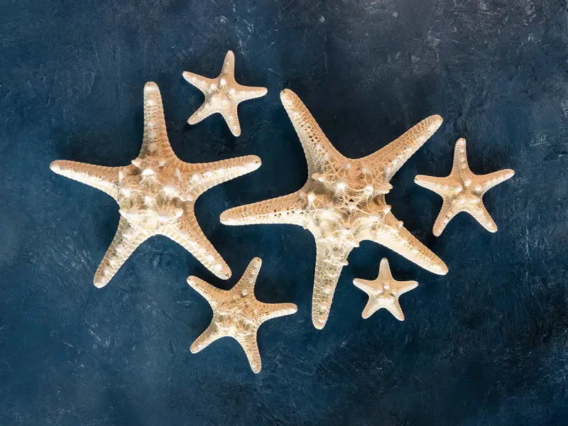Serene Marine Starfish Glass Artwork - Large 15.6’’ x 20.8’’ - Coastal Prints