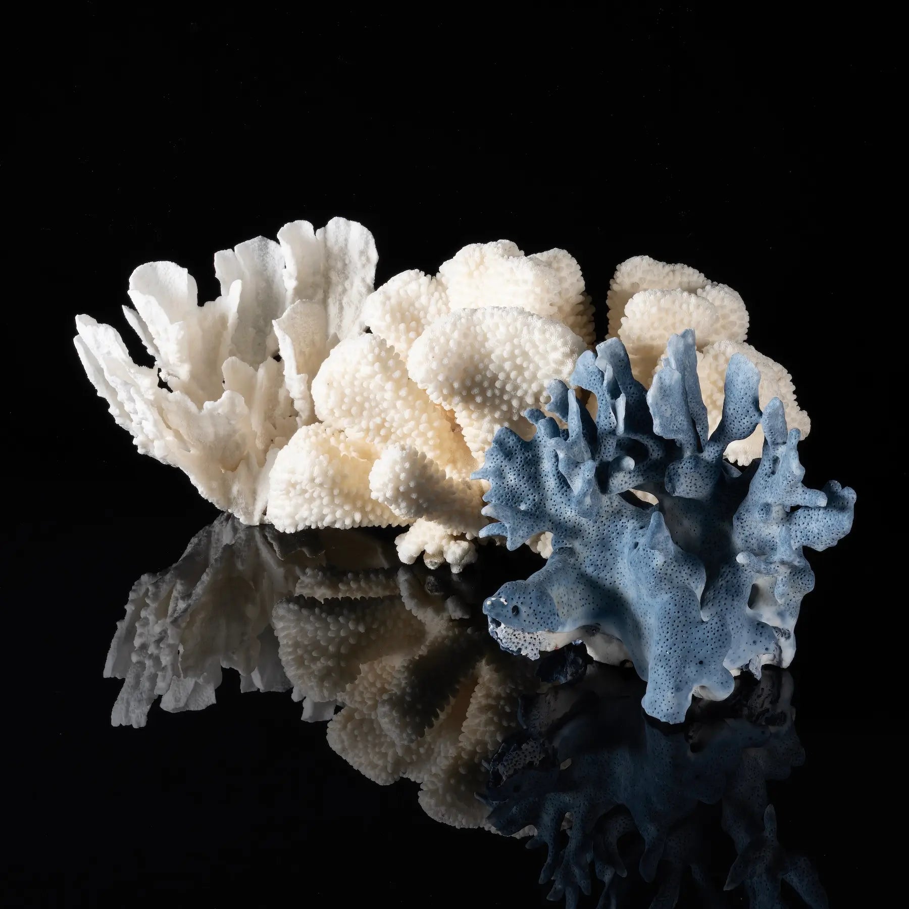 Coastal Coral Glass Print, 3 types of coral on black background, Echoes of the Sea