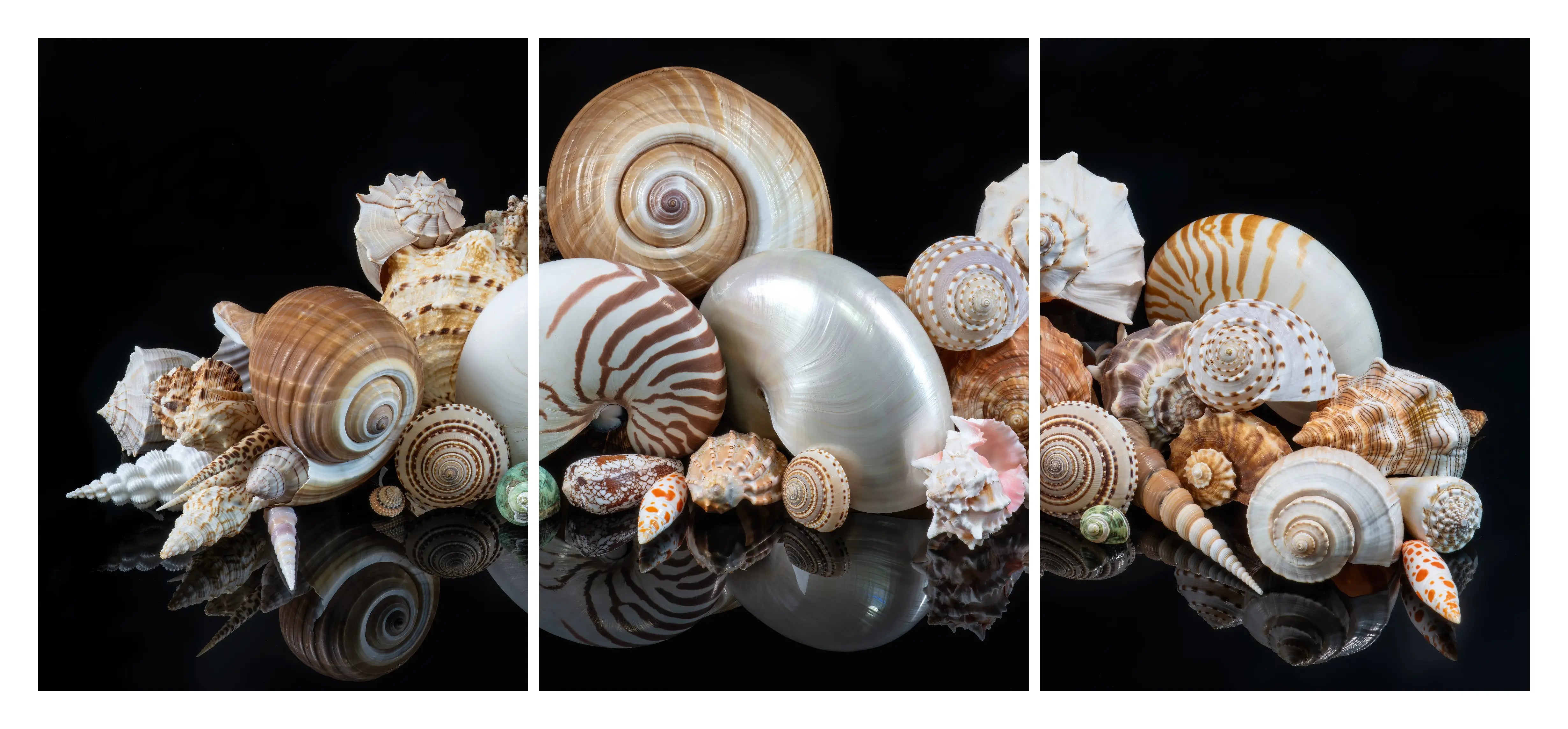 Seashell triptych glass wall art featuring nautilus and spiral shells arranged across three panels on a black reflective background.