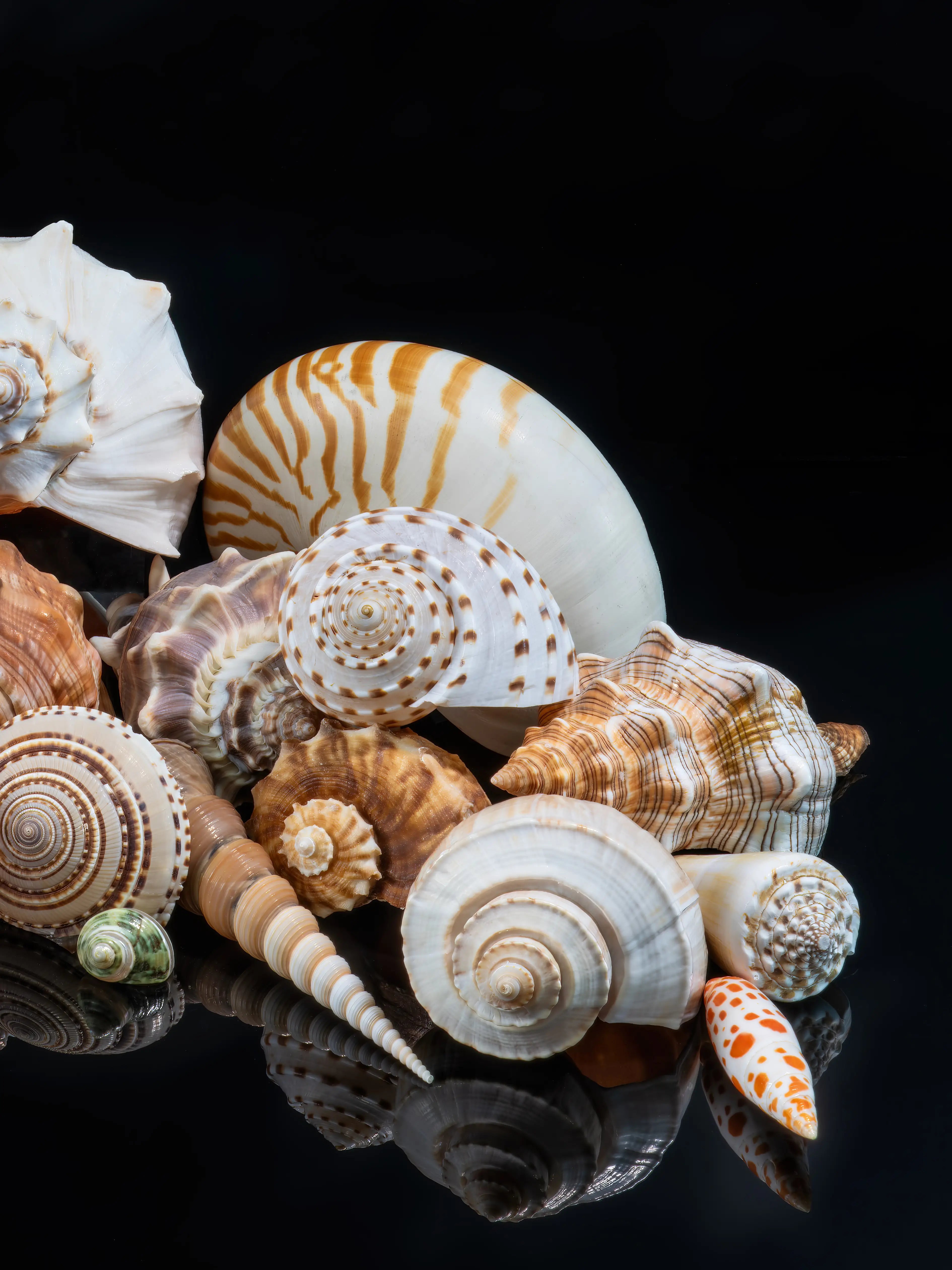 Right panel of Spirals of the Sea triptych featuring nautilus and sculptural spiral shells arranged on a black reflective background.