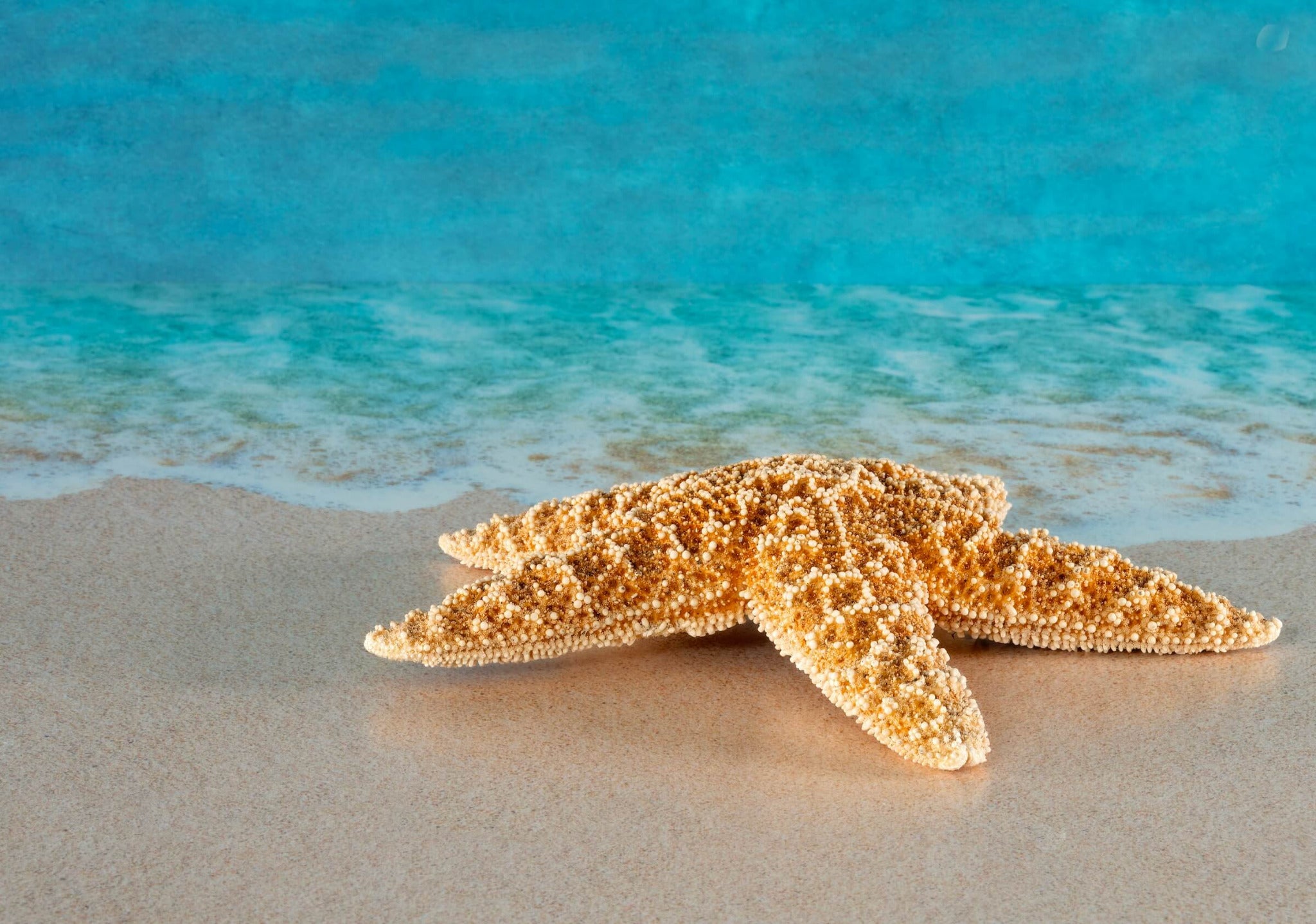 Starfish on Sandy Beach Coastal Glass Print | Ocean Wall Art -Shell Prints