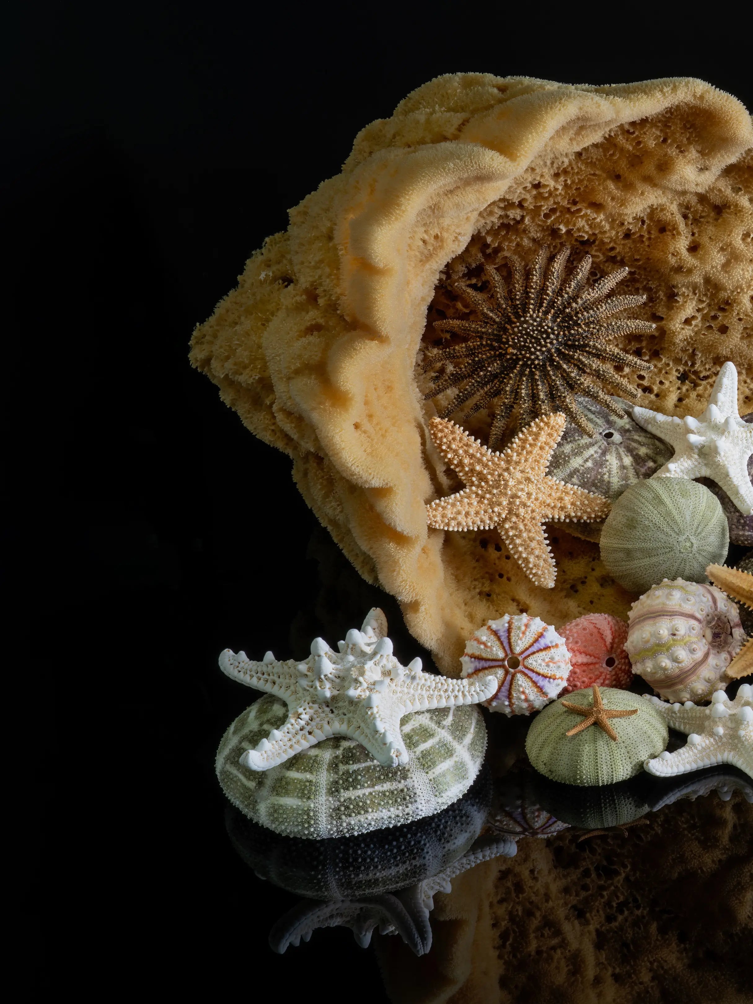 Left panel of a coastal triptych featuring starfish, sea urchins, marine sponge, and colorful urchin shells on a black reflective background.
